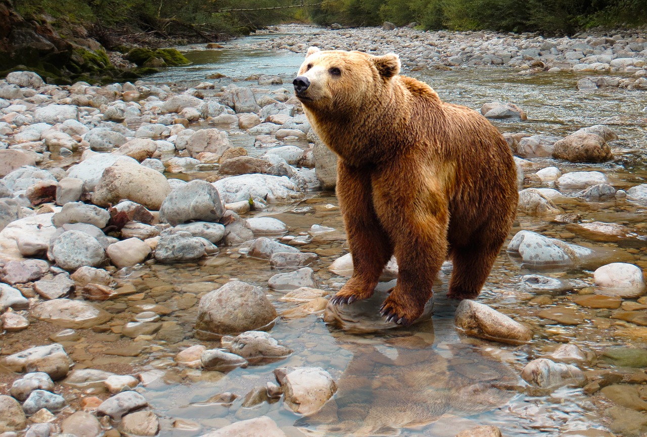 bear predator brown bear free photo