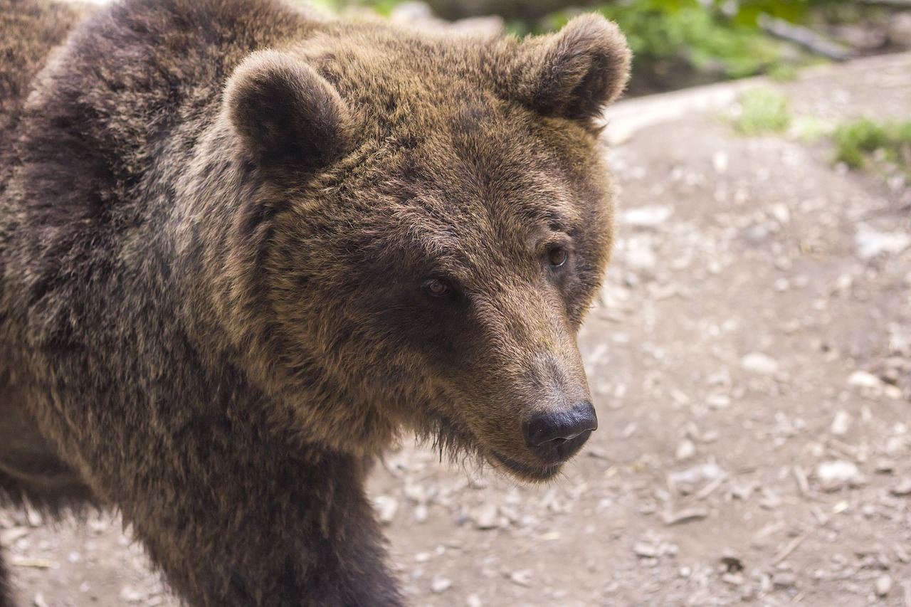 bear predator zoo free photo