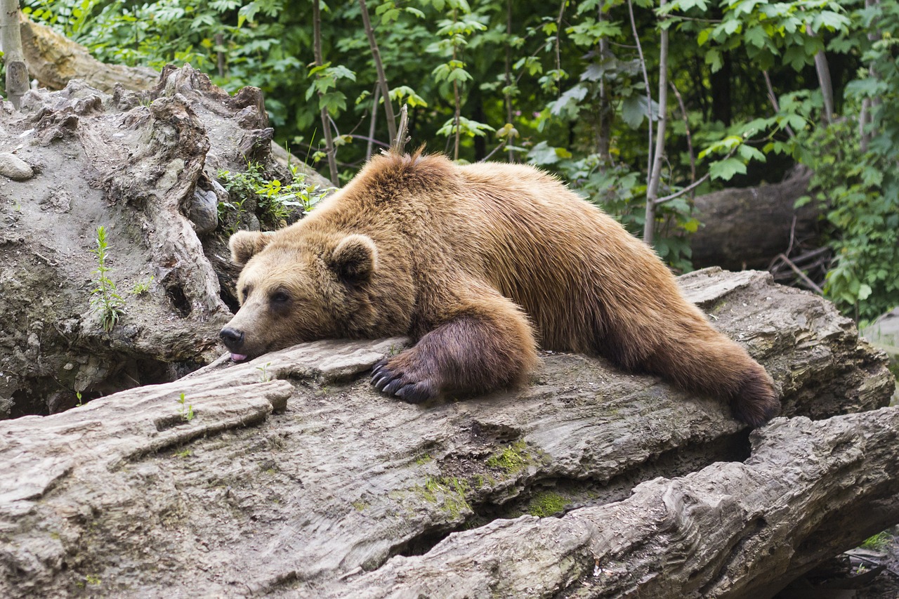 bear predator zoo free photo