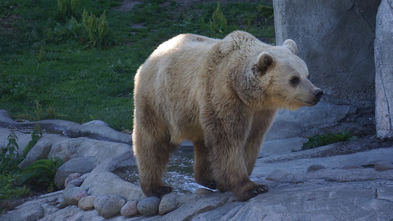 bear a brown bear ursus arctos free photo