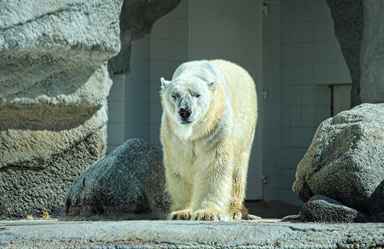 bear white animal free photo