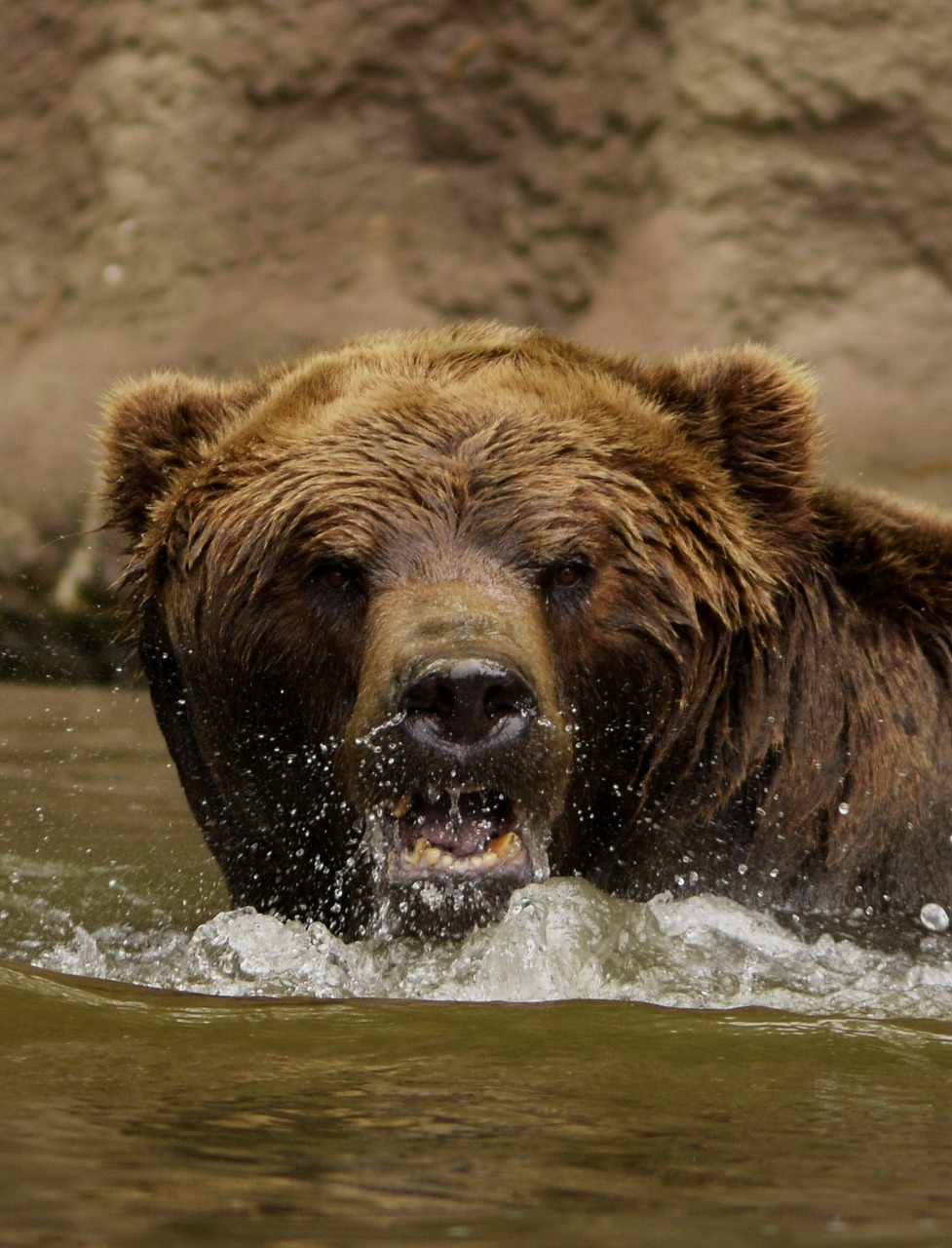 bear water the roar free photo