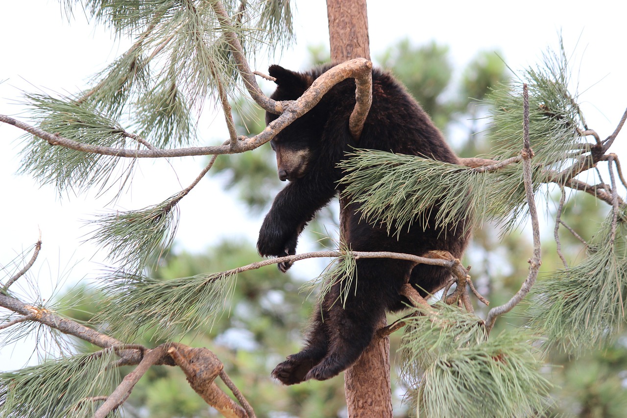 bear baby animal nature free photo