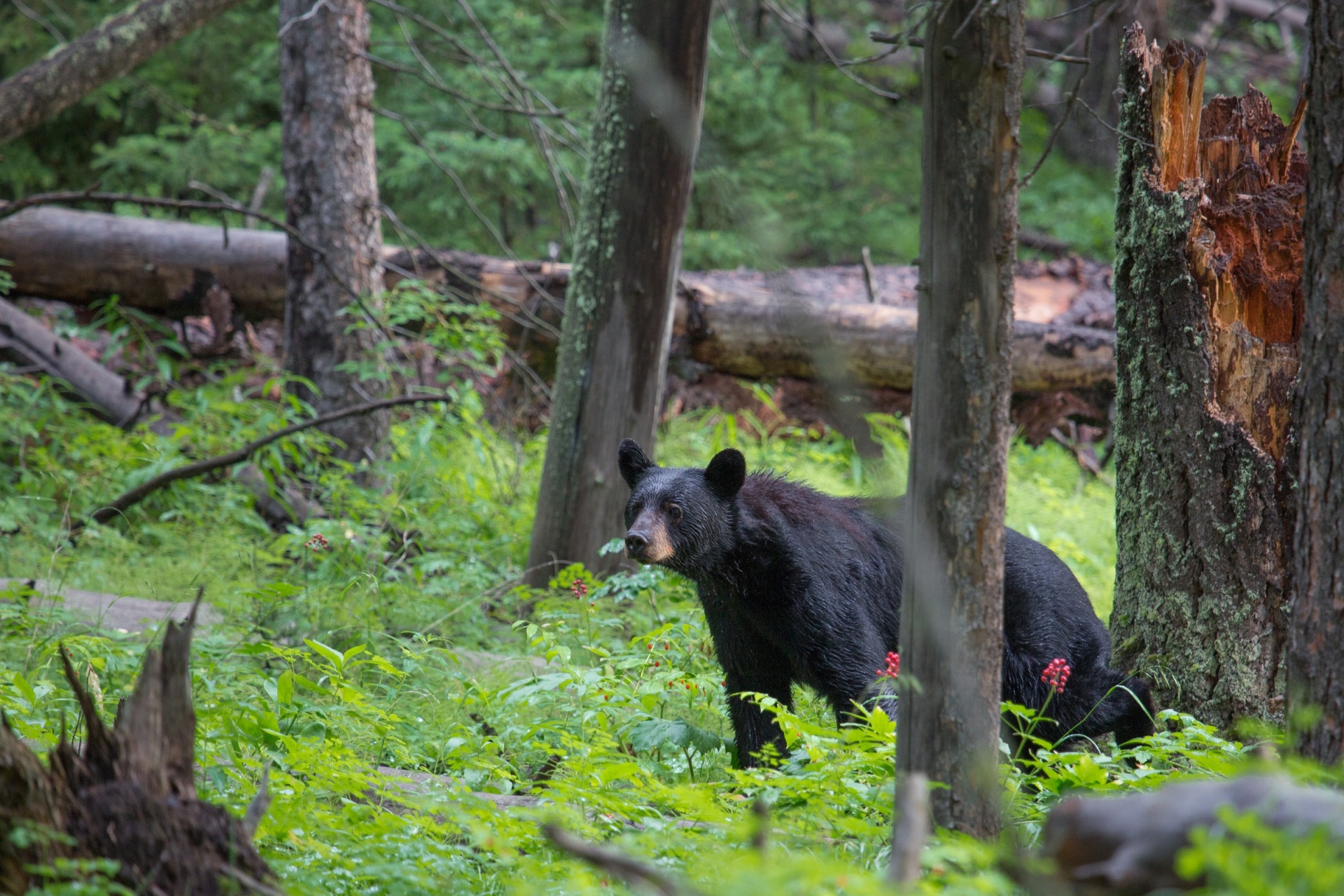 bear black wild free photo