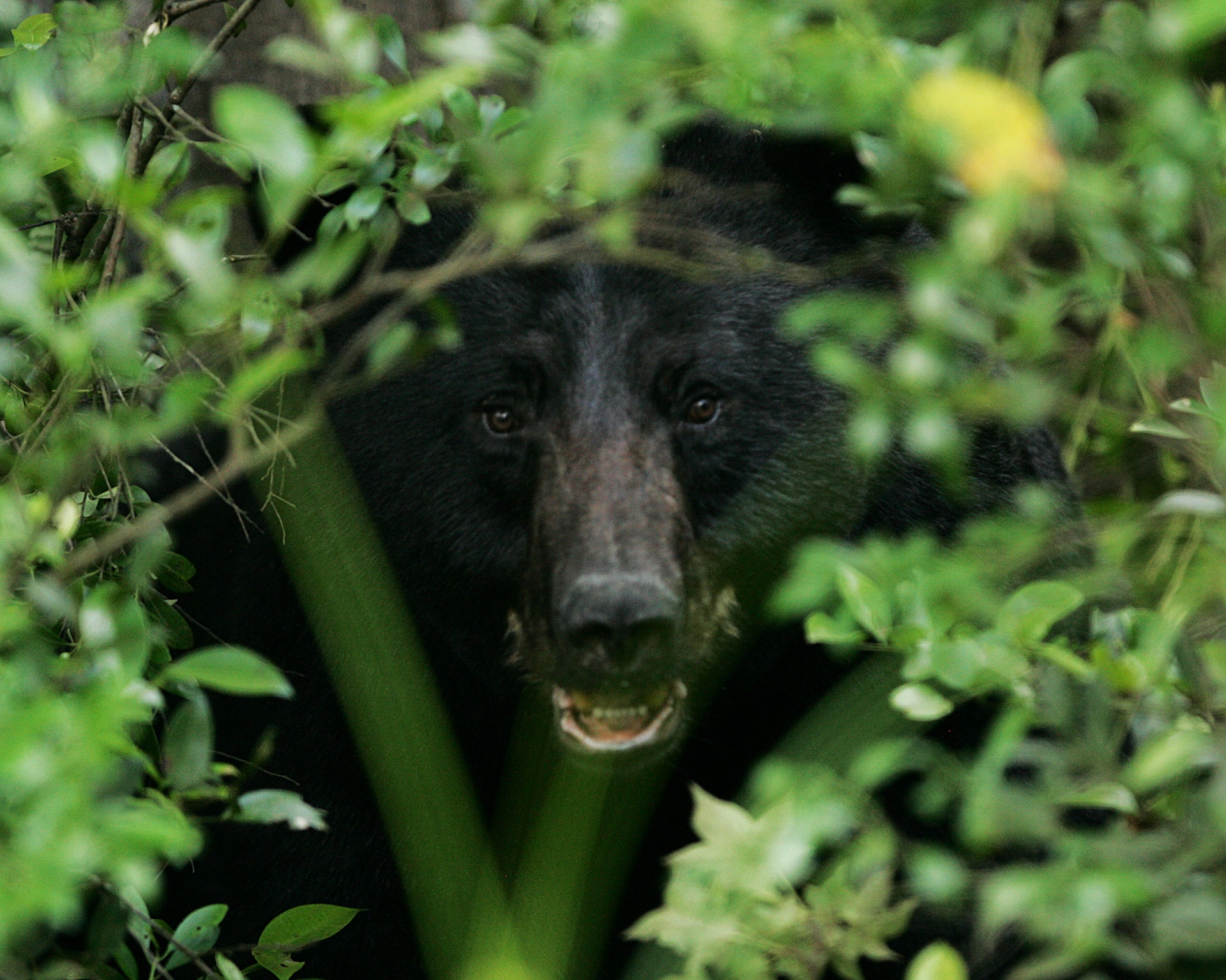 bear black bushes free photo