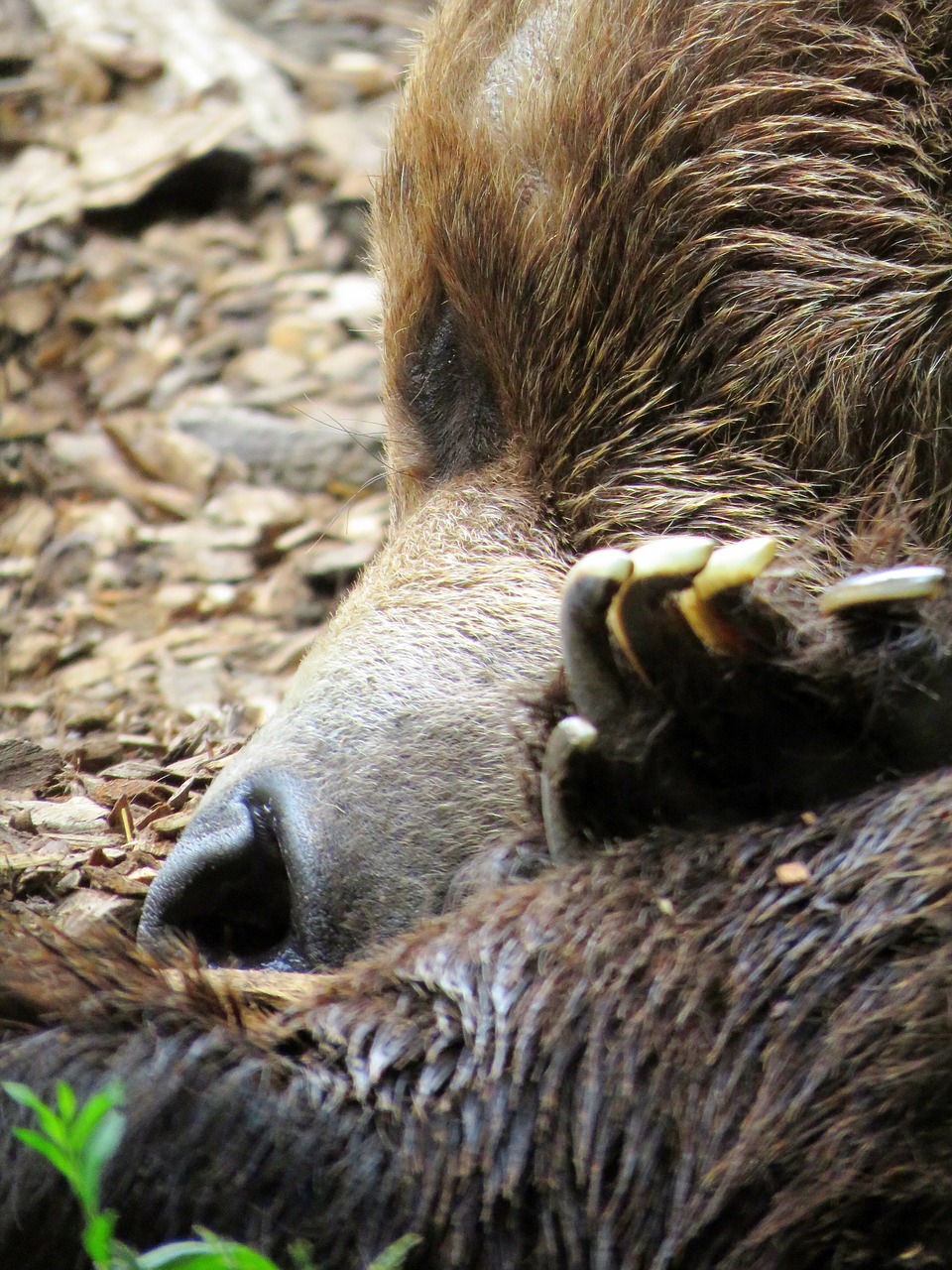 bear calgary zoo bear sleeping free photo