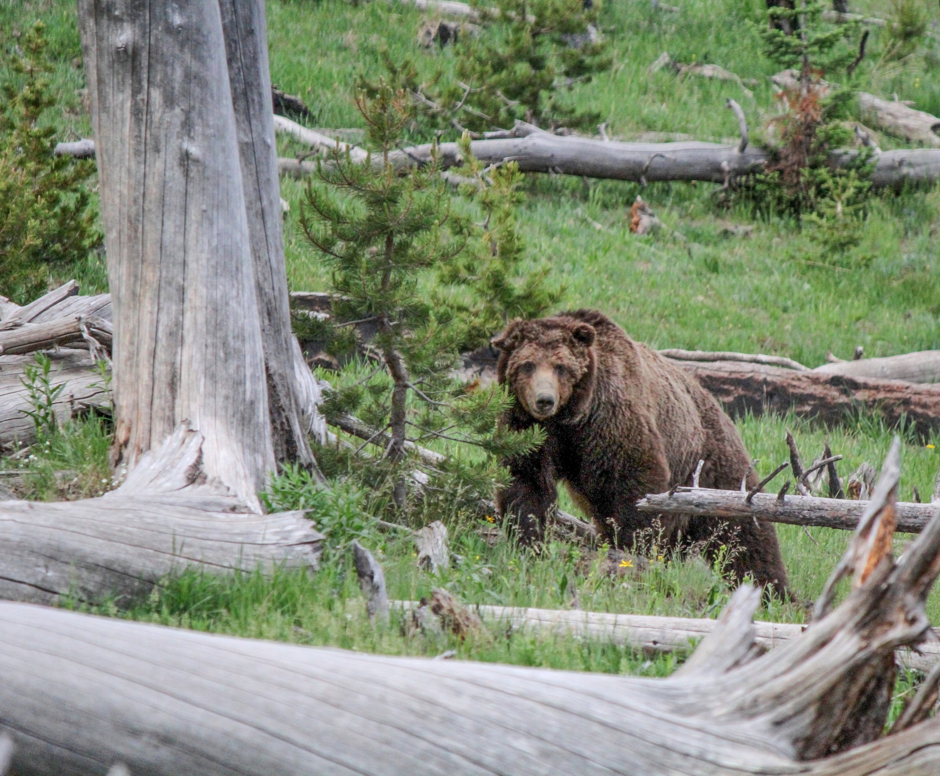 bear grizzly walking free photo