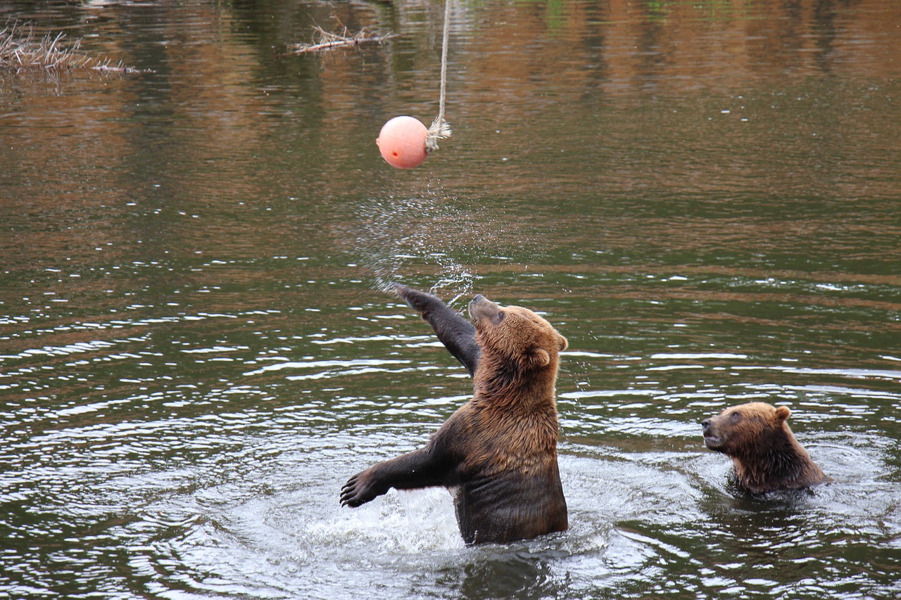 bear slaps ball free photo