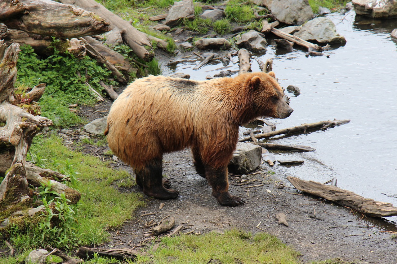 alaska brown bear free photo