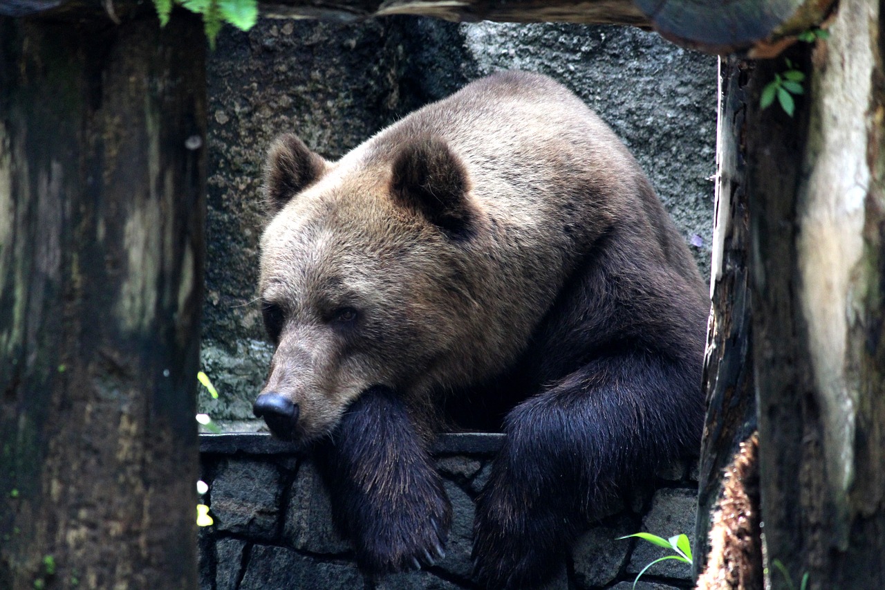 bear zoo wildlife free photo