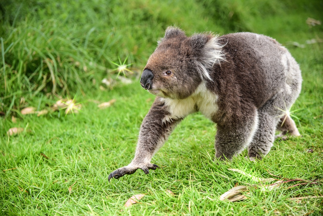 bear koala animal free photo