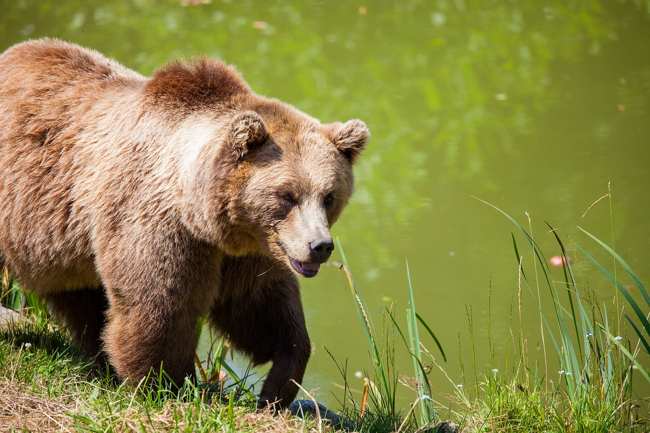 bear bavarian bear wild free photo