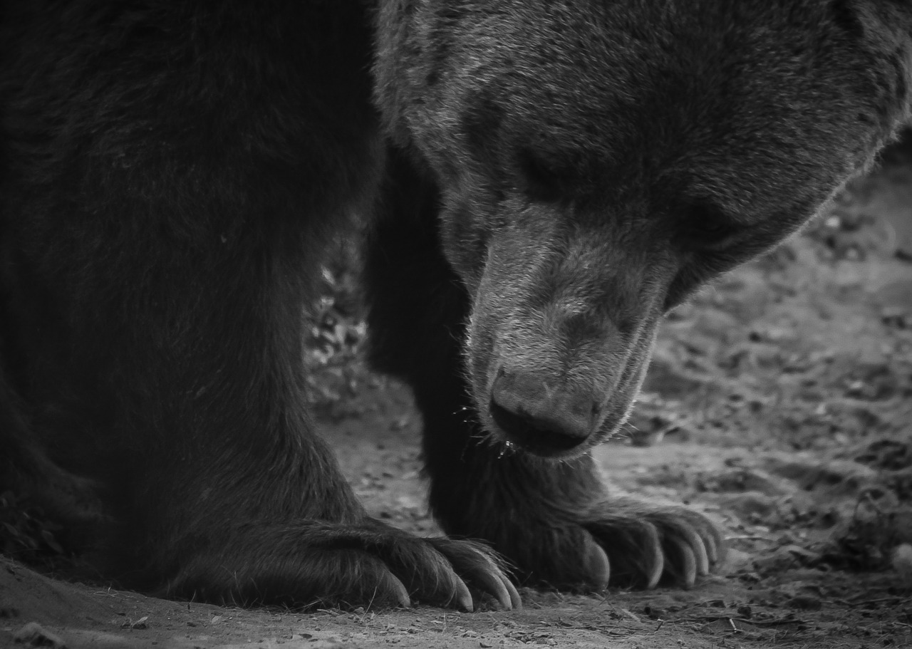 bear paw beast free photo
