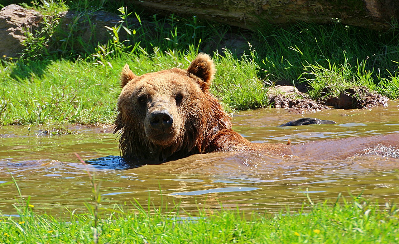 bear brown bear water puddle free photo
