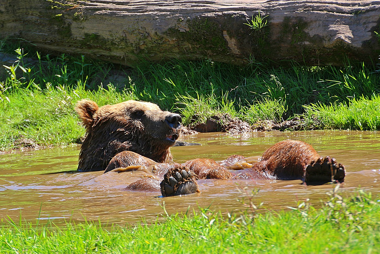 bear brown bear water puddle free photo