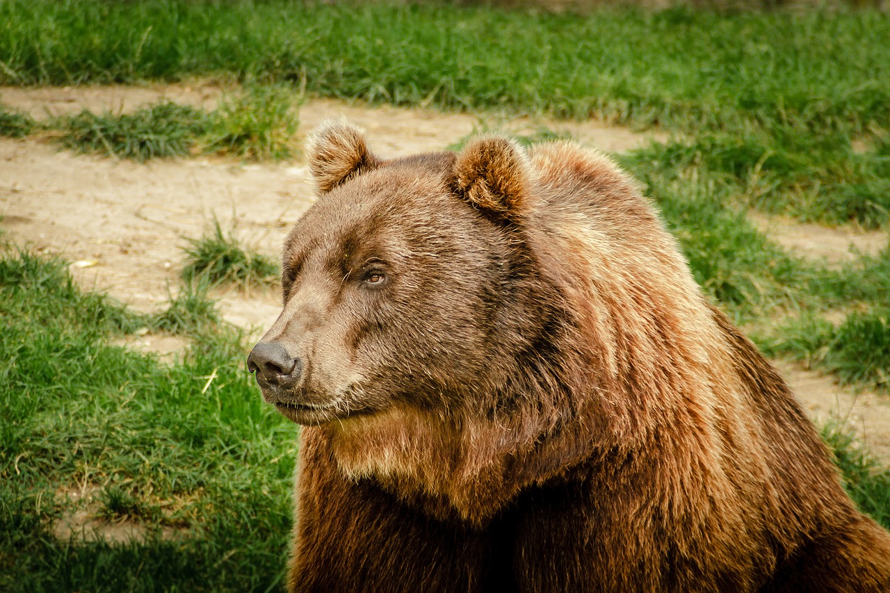 bear brown bear ursus arctos free photo