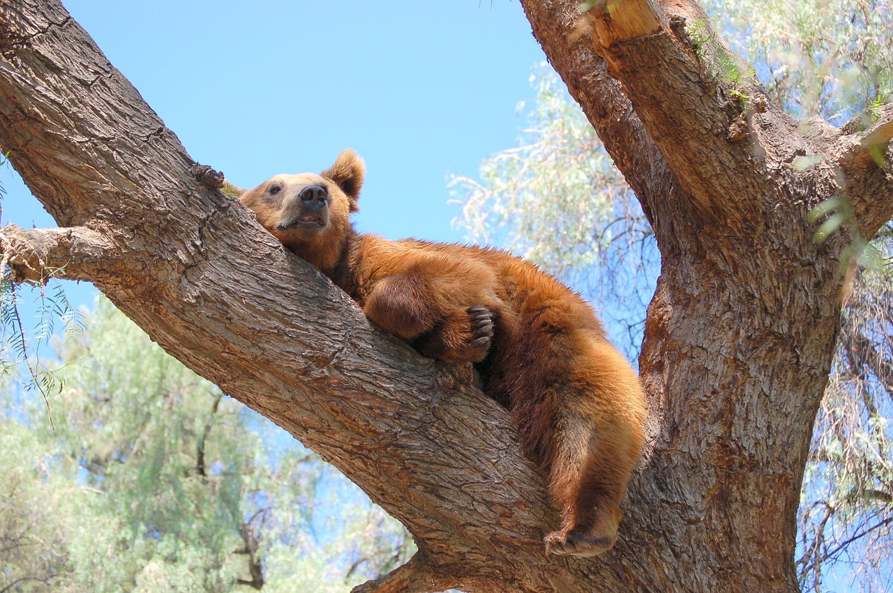 bear tree nap free photo