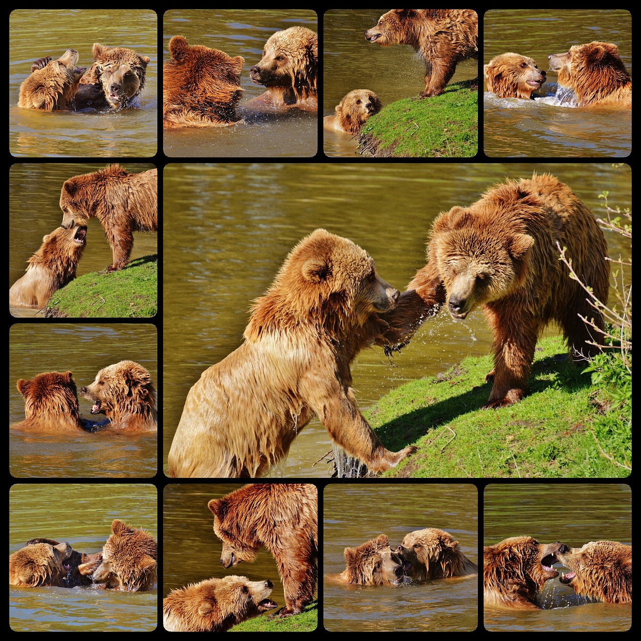 bear wildpark poing play free photo