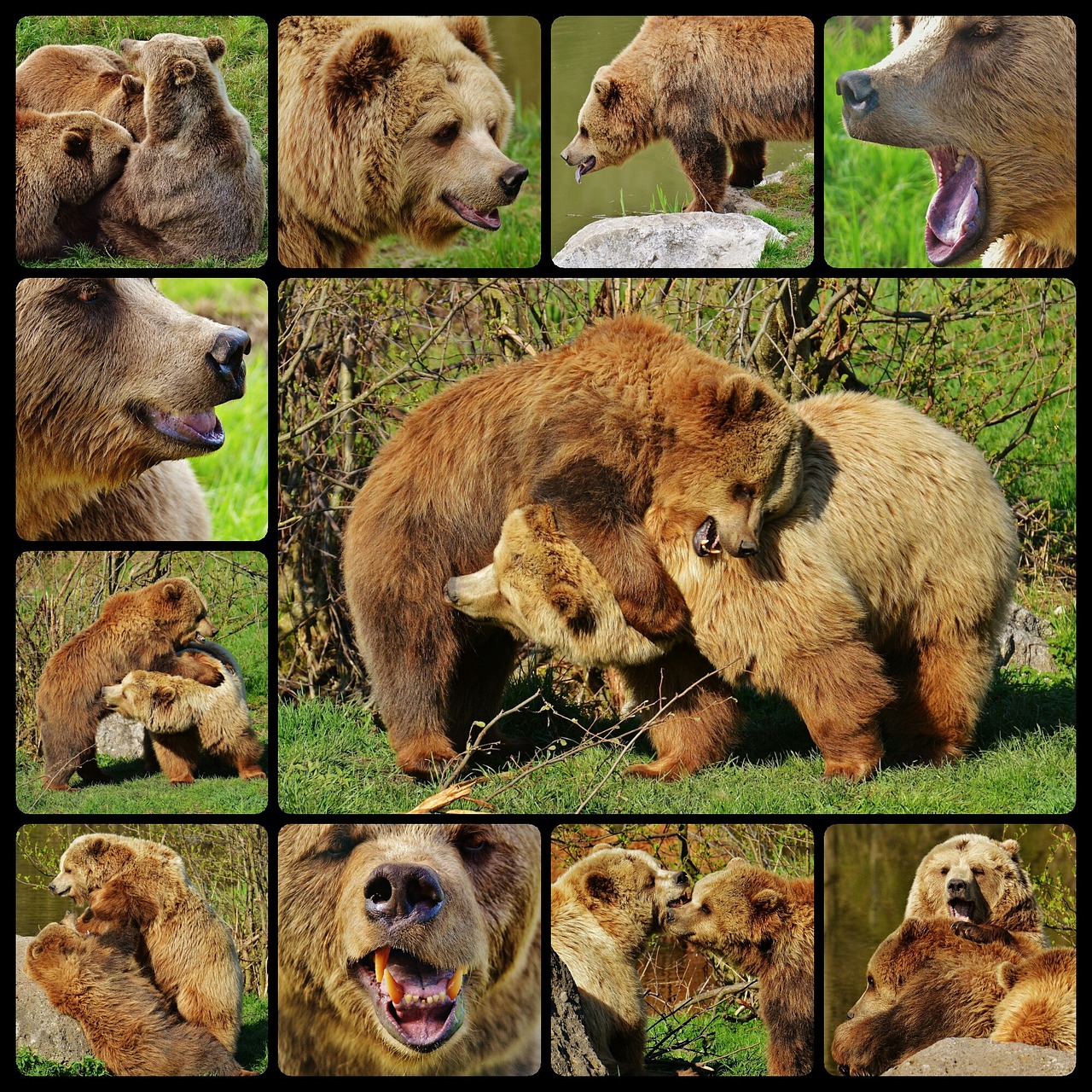 bear wildpark poing collage free photo