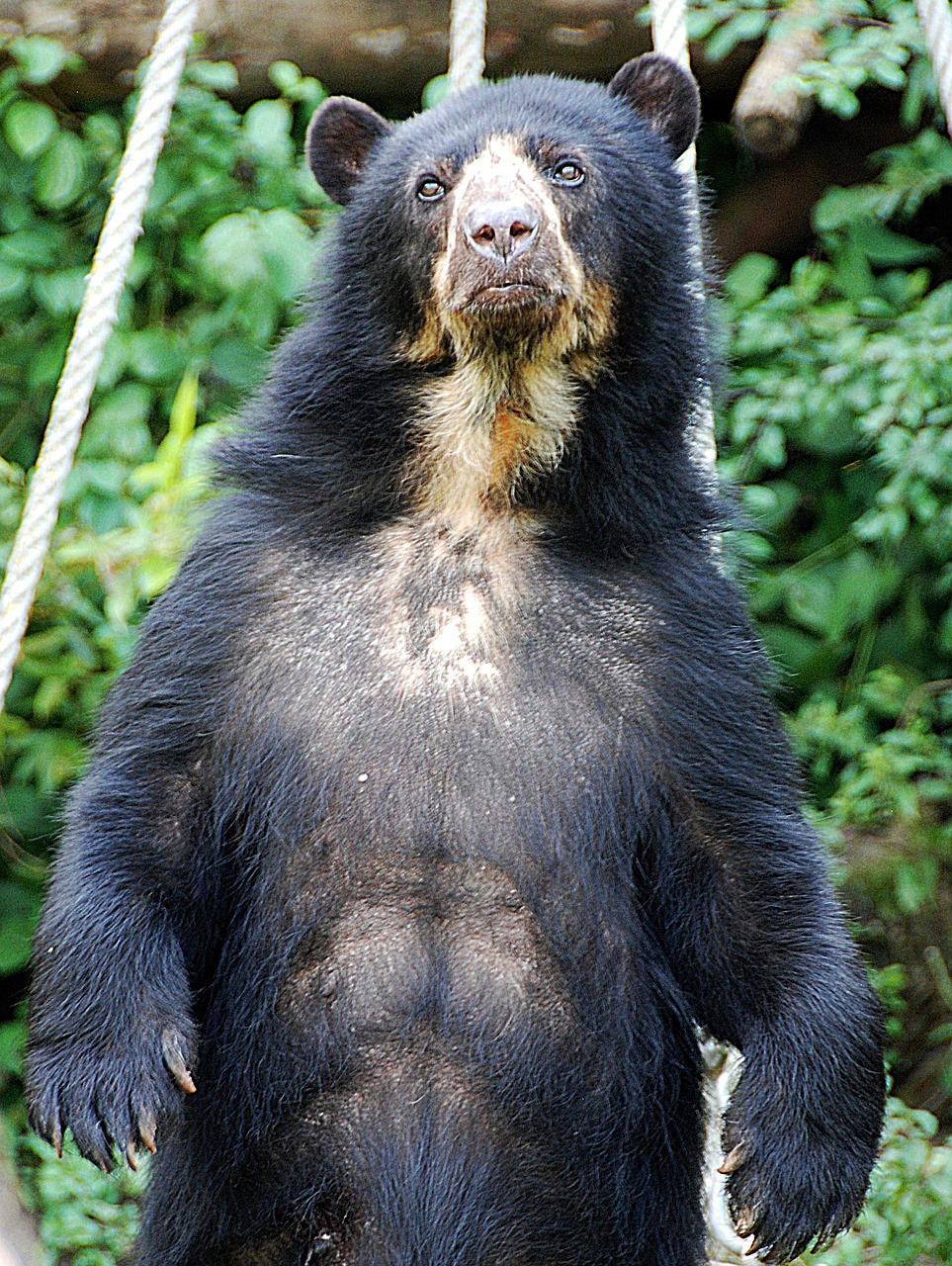 bear spectacled bear zoo free photo