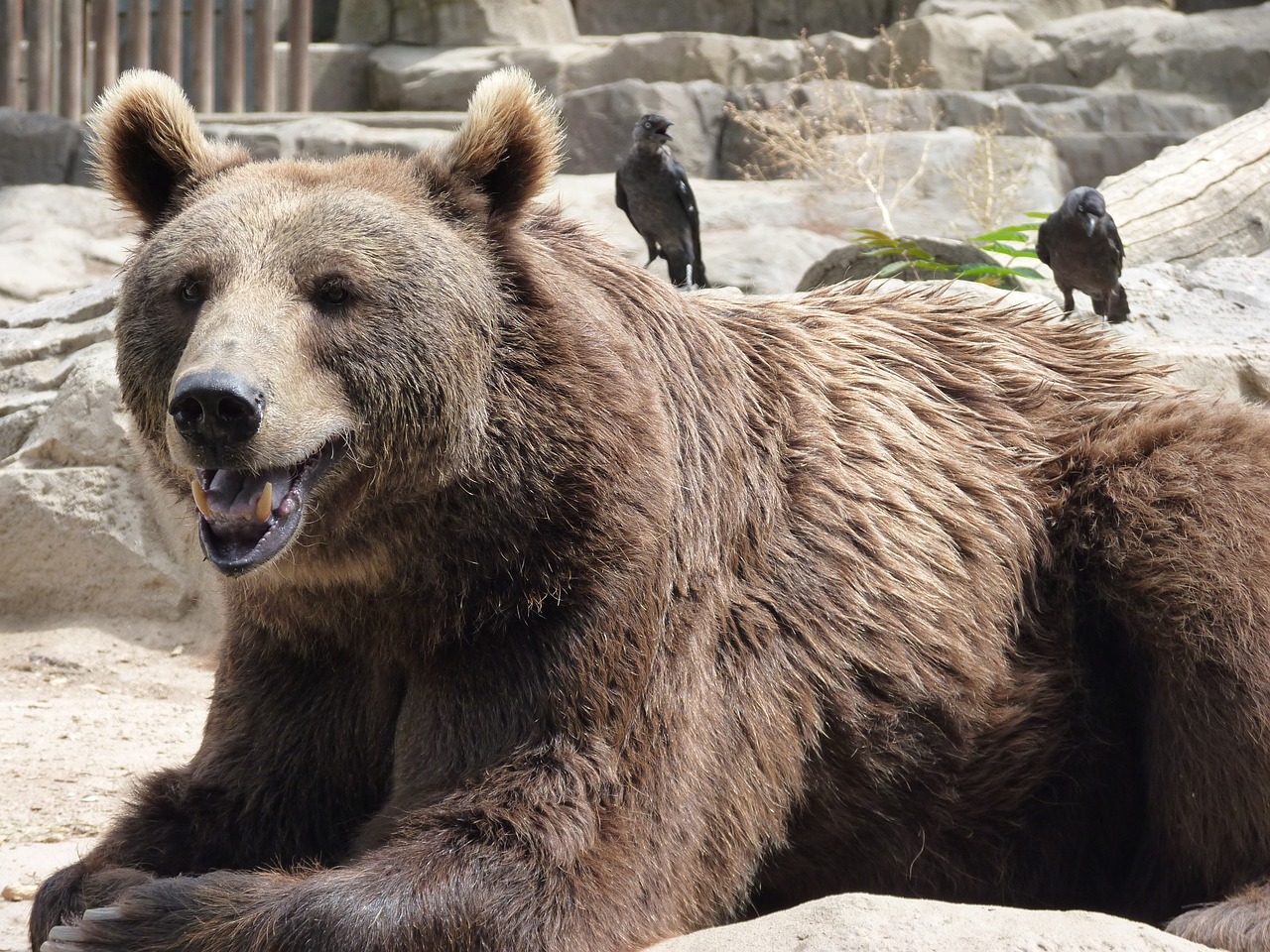 bear crouching zoo free photo