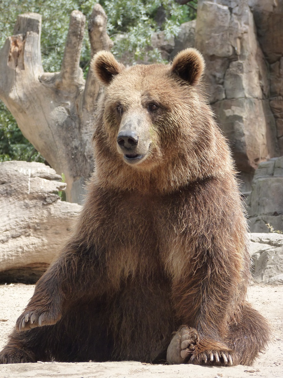 bear squatting fur free photo