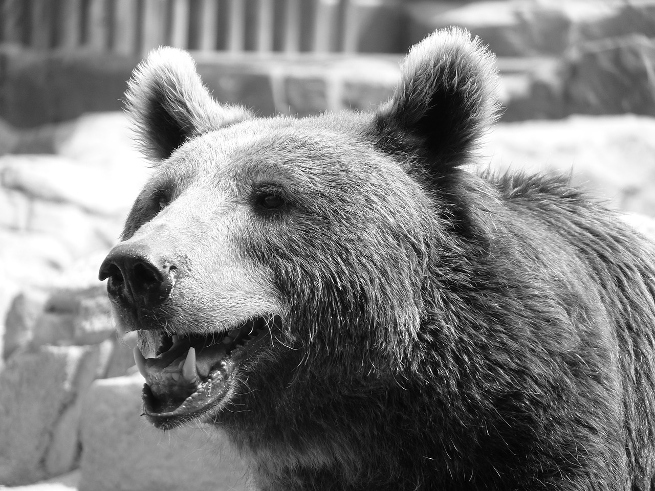 bear starring fur free photo