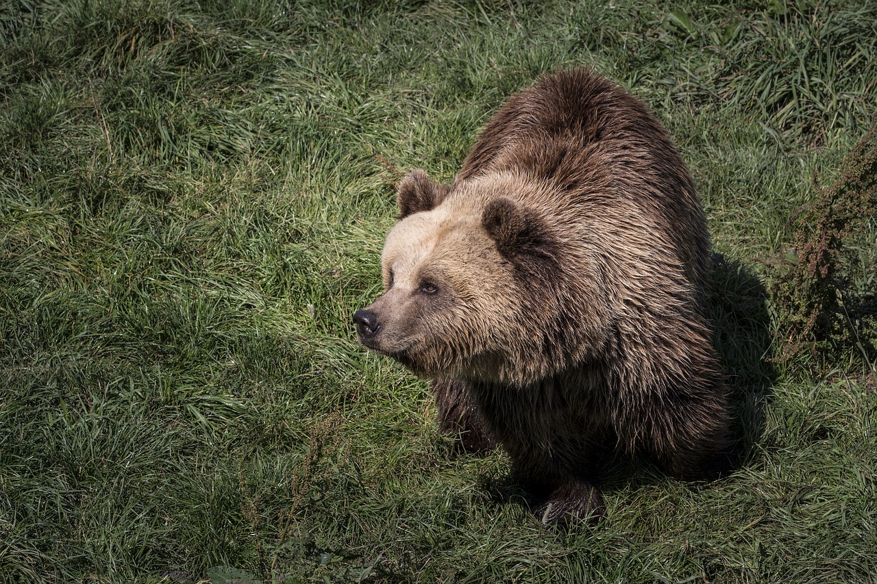 bear animals nature free photo