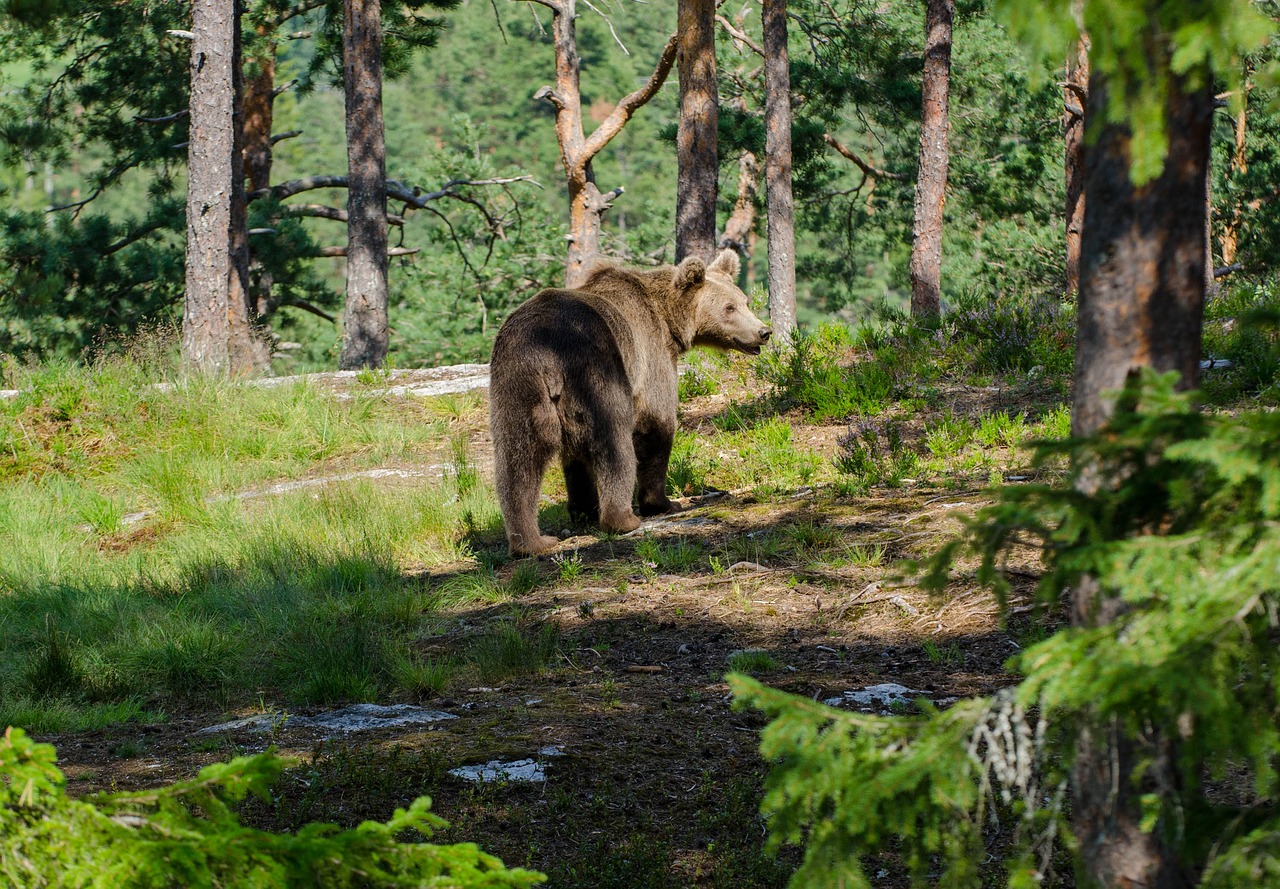 bear animals forest free photo