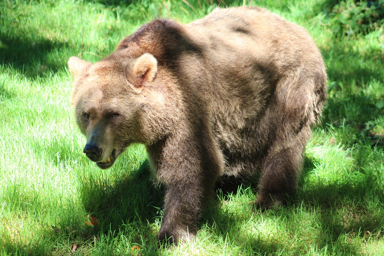 bear zoo wildlife free photo