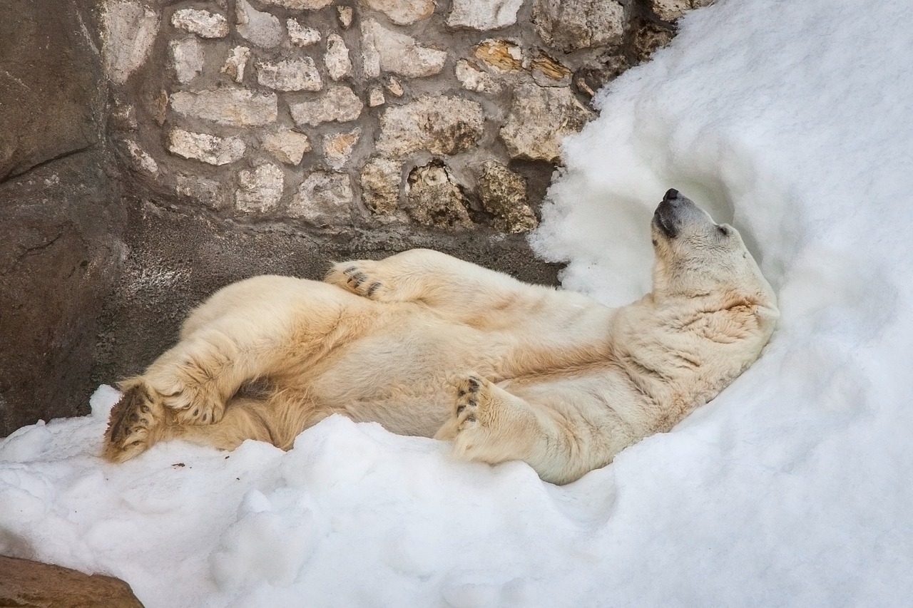 bear white zoo free photo