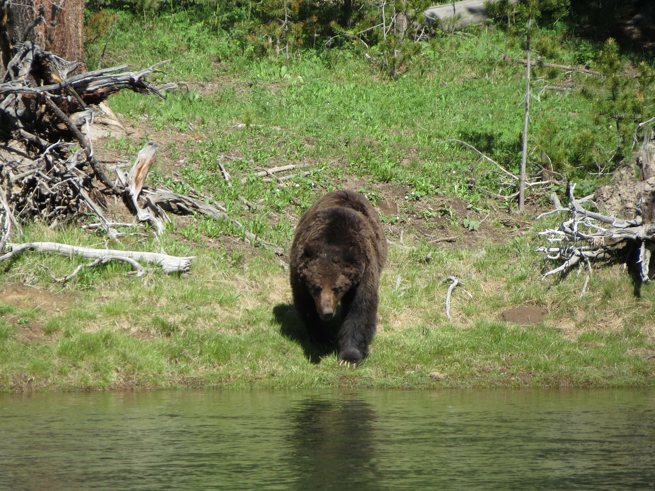 bear grizzly landscape free photo