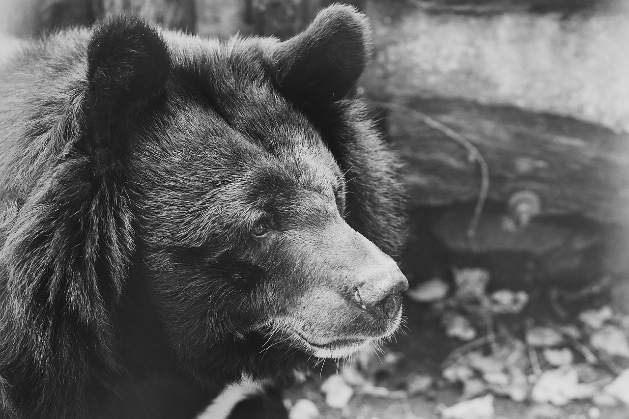 bear black captivity free photo