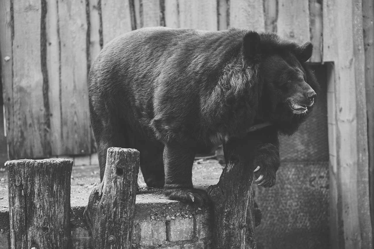 bear captivity black and white free photo