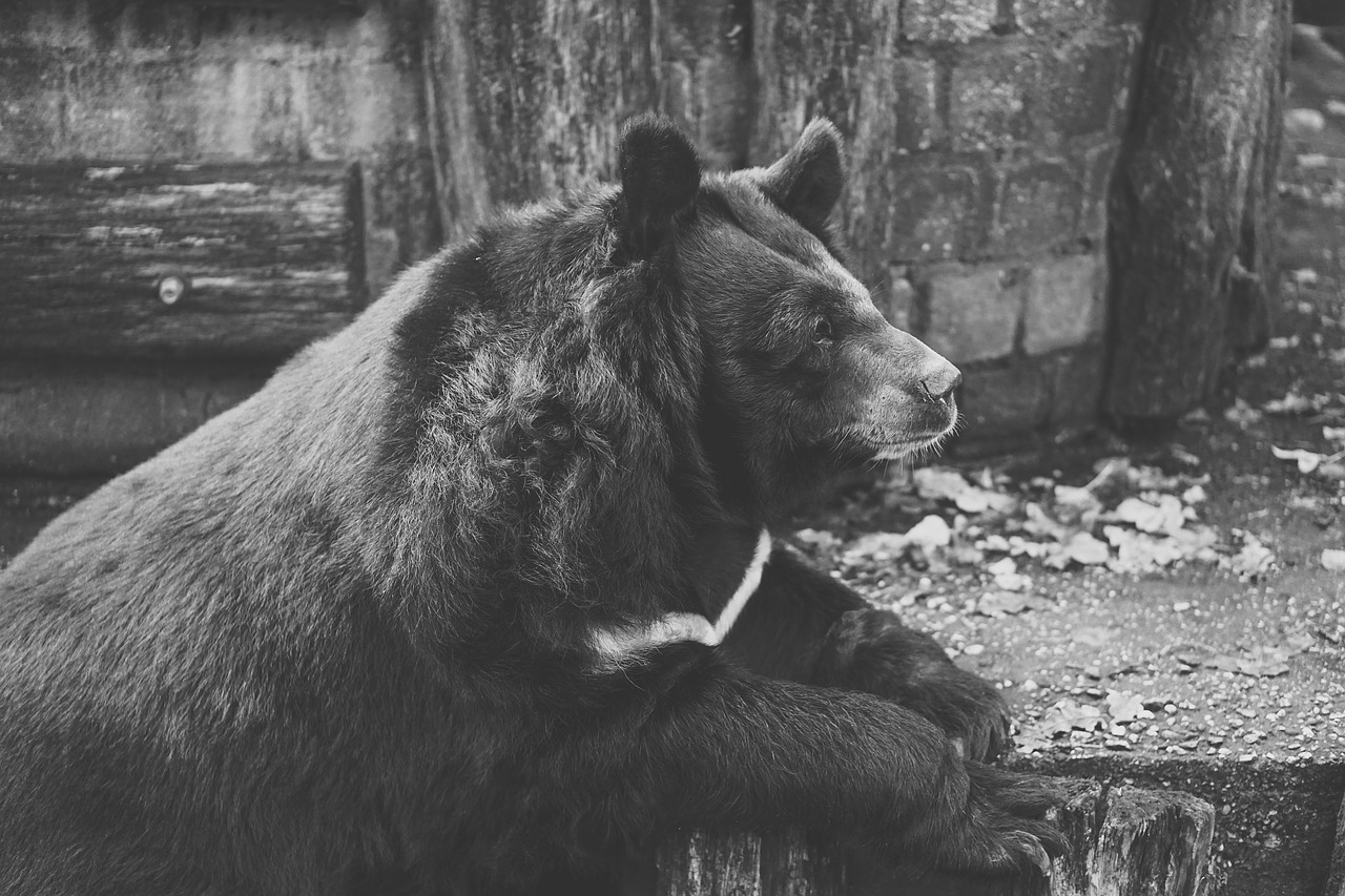 bear captivity black and white free photo