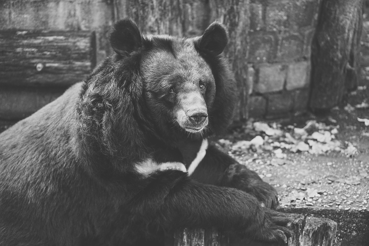 bear captivity black and white free photo