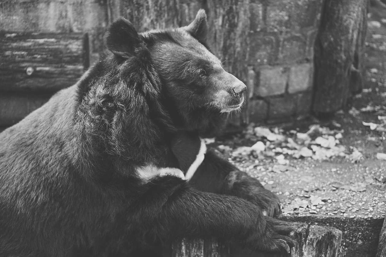 bear captivity black and white free photo