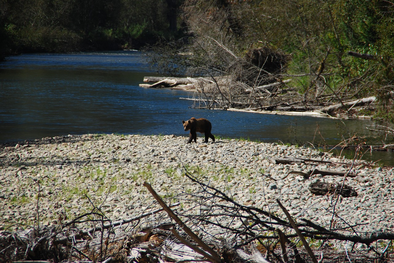 bear river free free photo