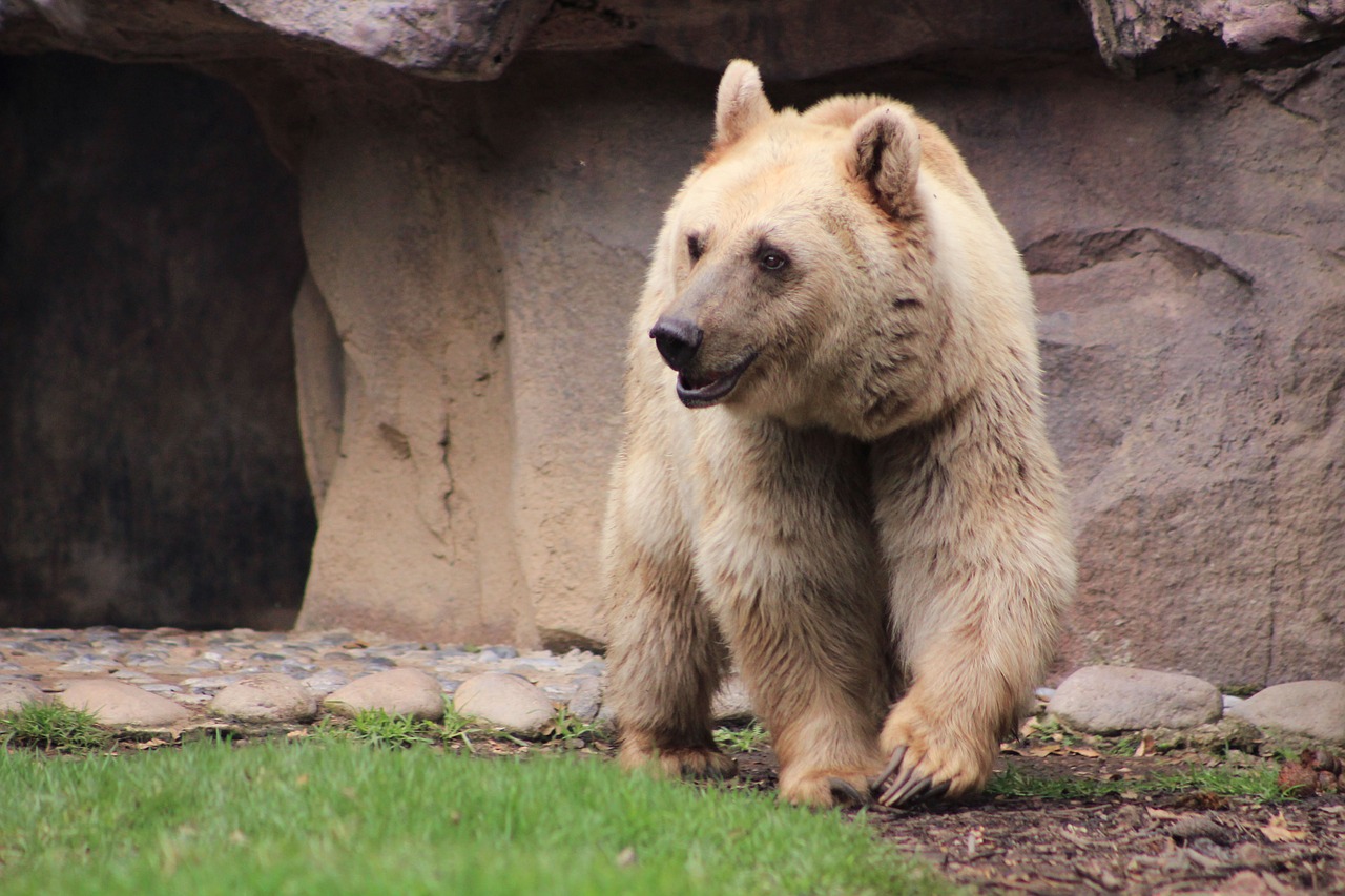 bear animal hair free photo