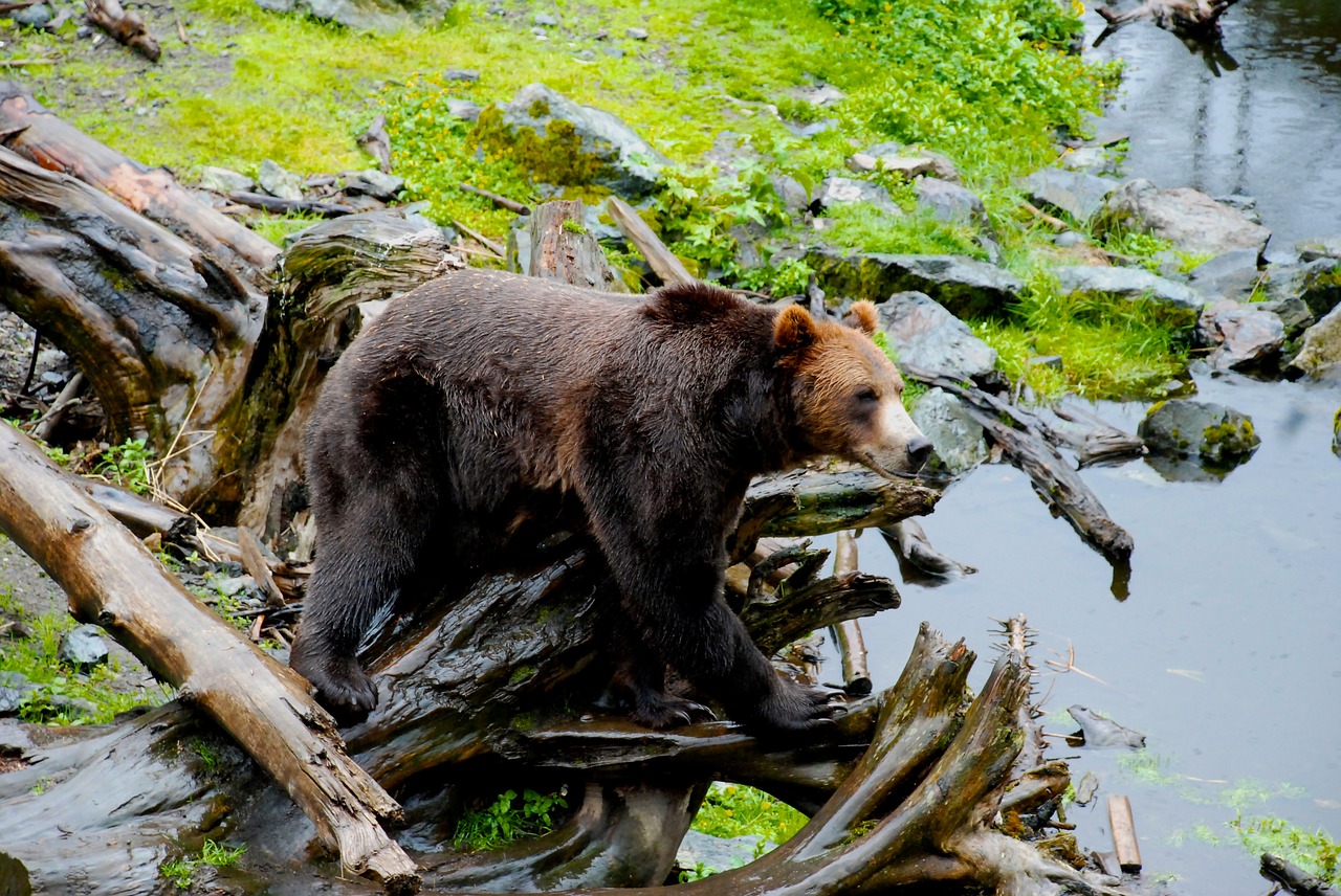 bear alaska nature free photo