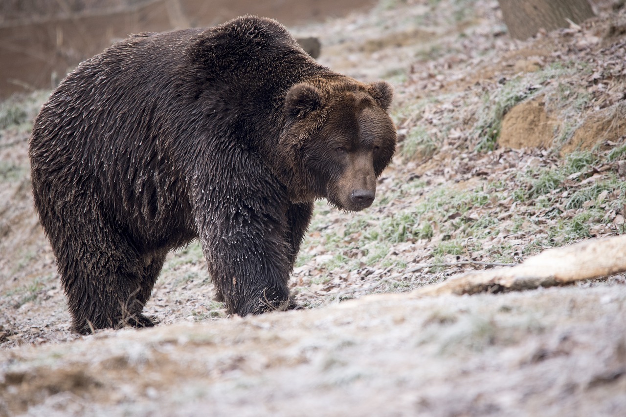 bear brown bear wildlife free photo