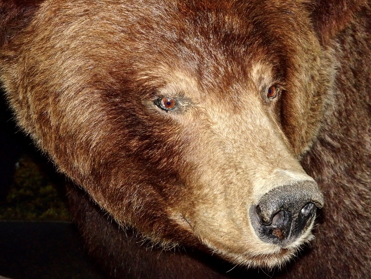 bear grizzly dangerous free photo