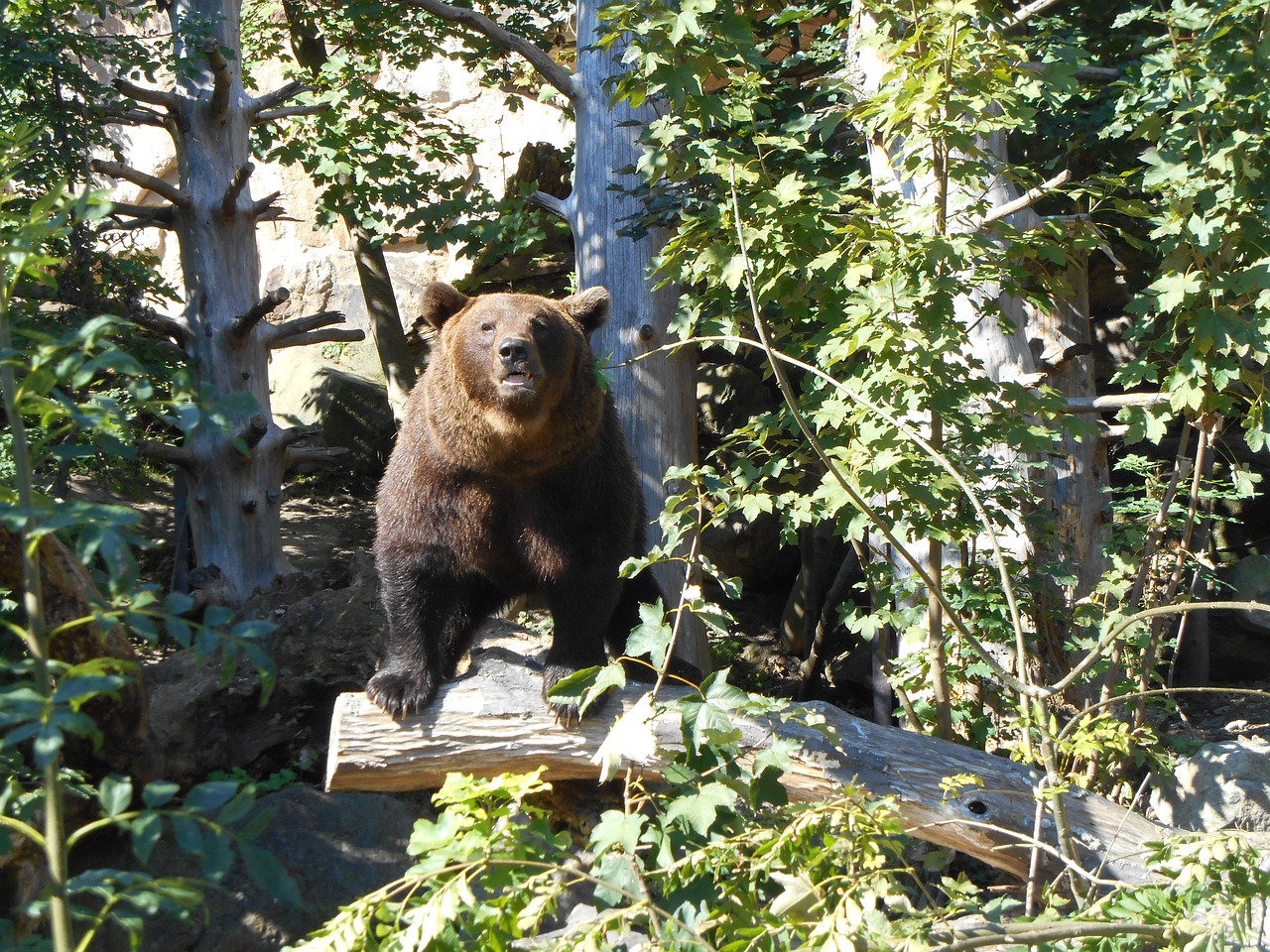 bear zoo wildlife free photo