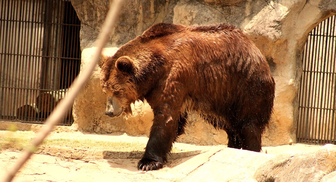 bear animals brown bear free photo