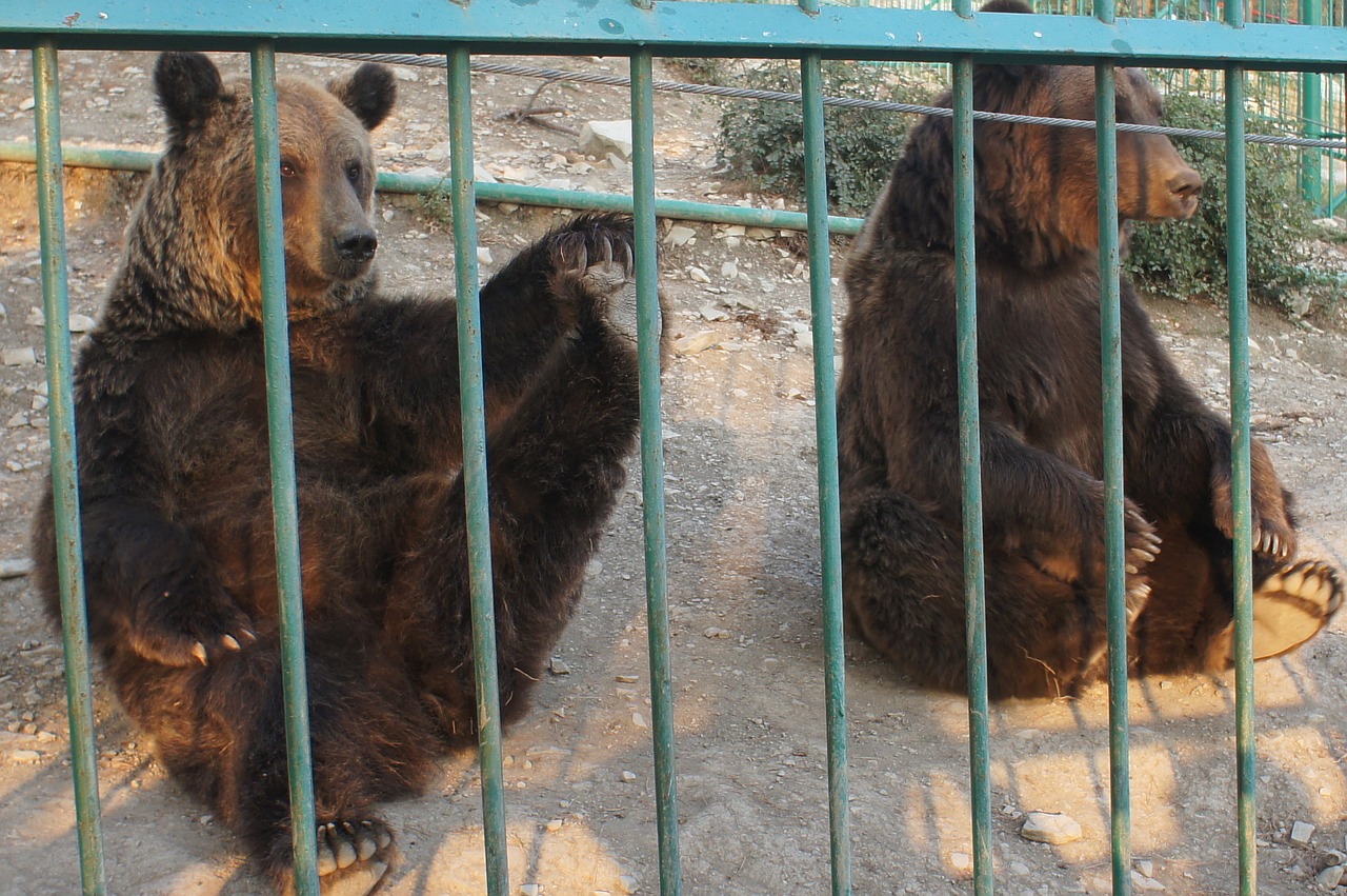 bear bears zoo free photo