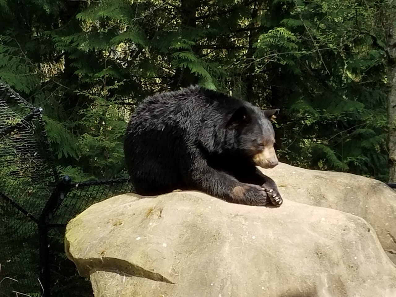 bear zoo sunbathing free photo