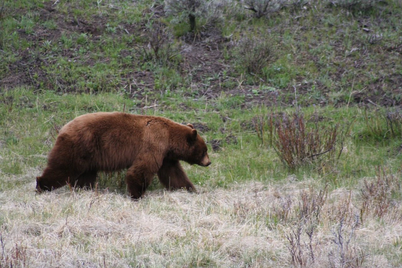 bear brown bear mammal free photo