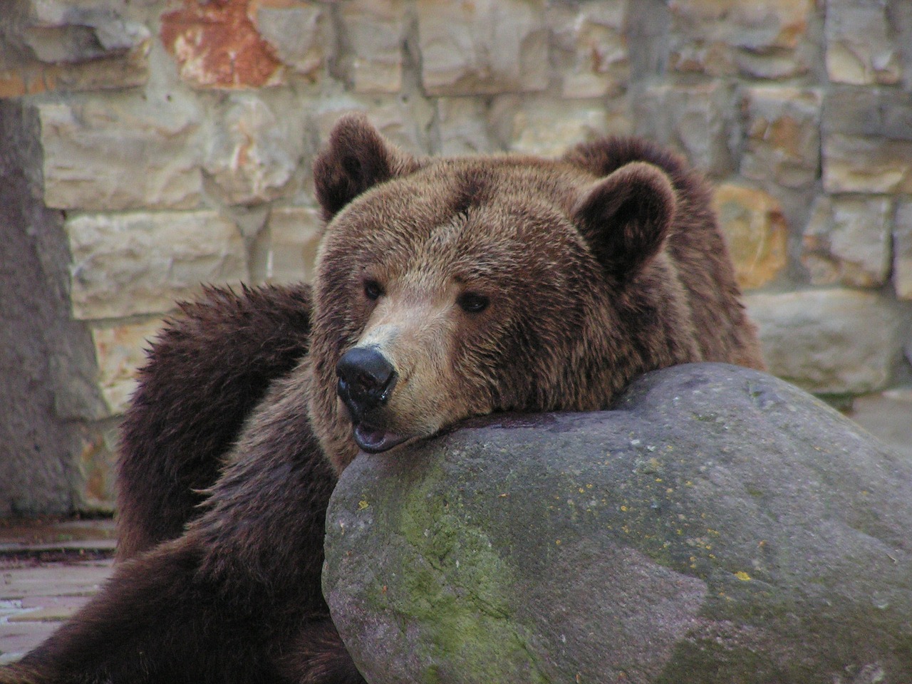 bear zoo brown bear free photo