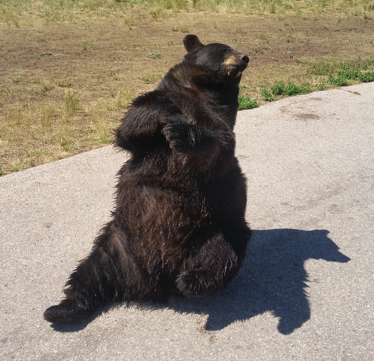 bear black bear zoo free photo