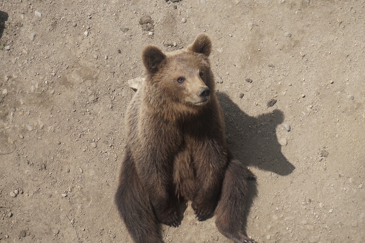 bear dirt fur free photo